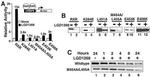 RXRB Antibody in Western Blot (WB)