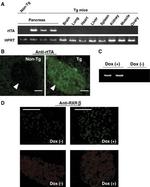RXRB Antibody in Immunohistochemistry (IHC)