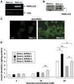 RXRB Antibody in Western Blot (WB)