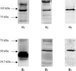 ATP1B1 Antibody in Western Blot (WB)
