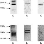 ATP1B1 Antibody in Western Blot (WB)