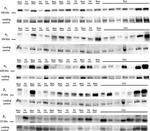 ATP1B1 Antibody in Western Blot (WB)