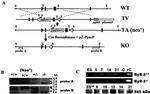 Ryanodine Receptor Antibody in Western Blot (WB)