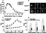 Ryanodine Receptor Antibody in Immunocytochemistry (ICC/IF)
