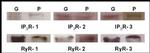 Ryanodine Receptor Antibody in Western Blot (WB)