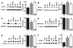CACNA2D1 Antibody in Western Blot (WB)