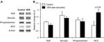 Ryanodine Receptor Antibody in Western Blot (WB)