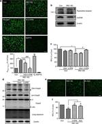 Ryanodine Receptor Antibody in Western Blot (WB)