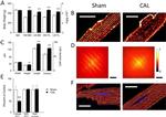 Ryanodine Receptor Antibody in Immunohistochemistry (IHC)