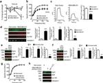 Ryanodine Receptor Antibody in Western Blot (WB)