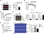 Ryanodine Receptor Antibody in Western Blot (WB)