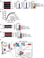 Ryanodine Receptor Antibody in Western Blot (WB)