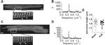 Ryanodine Receptor Antibody in Immunohistochemistry (IHC)
