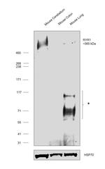 Ryanodine Receptor Antibody in Western Blot (WB)