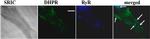 RyR1 Antibody in Immunohistochemistry (IHC)