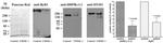 RyR1 Antibody in Western Blot (WB)