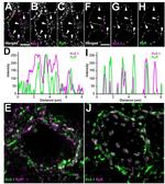 RyR1 Antibody in Immunohistochemistry - Free Floating (IHC (Free))