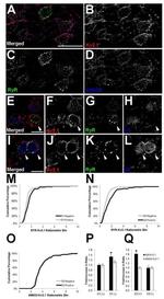 RyR1 Antibody in Immunohistochemistry - Free Floating (IHC (Free))