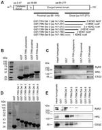 RyR1 Antibody in Western Blot (WB)