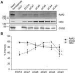 RyR1 Antibody in Western Blot (WB)