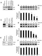 RyR1 Antibody in Western Blot (WB)