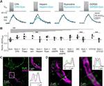 RyR1 Antibody in Immunohistochemistry (IHC)