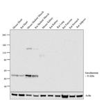 Sarcalumenin Antibody