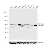 Mu-Calpain Antibody in Western Blot (WB)