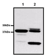 GST Tag Monoclonal Antibody (8-326), Biotin