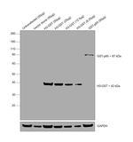 GST Tag Antibody in Western Blot (WB)