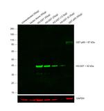 GST Tag Monoclonal Antibody (8-326), DyLight™ 800 4X PEG