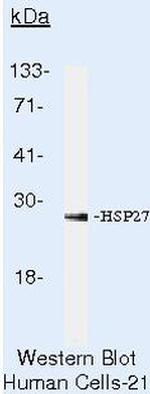 HSP27 Antibody in Western Blot (WB)