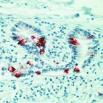 MUC2 Antibody in Immunohistochemistry (Paraffin) (IHC (P))
