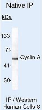 Cyclin A Antibody in Immunoprecipitation (IP)