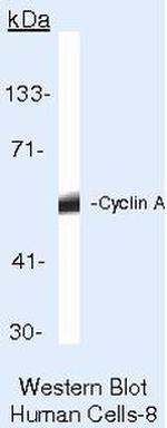 Cyclin A Antibody in Western Blot (WB)