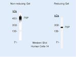 Thrombospondin 1 Antibody in Western Blot (WB)