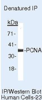 PCNA Monoclonal Antibody (PC10)