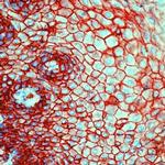 CD9 Antibody in Immunohistochemistry (IHC)