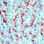 CD13 Antibody in Immunohistochemistry (IHC)