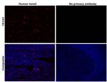 CD163 Antibody in Immunohistochemistry (Paraffin) (IHC (P))