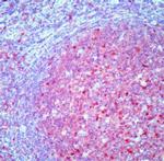 Caspase 3 Antibody in Immunohistochemistry (Paraffin) (IHC (P))