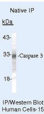 Caspase 3 Antibody in Immunoprecipitation (IP)