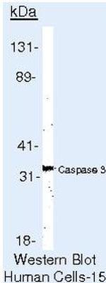 Caspase 3 Antibody in Western Blot (WB)