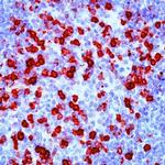 CD57 Antibody in Immunohistochemistry (Paraffin) (IHC (P))