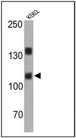 CD57 Antibody in Western Blot (WB)