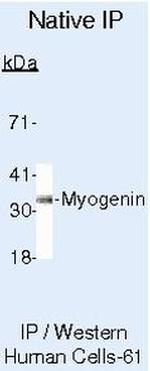 Myogenin Antibody in Immunoprecipitation (IP)