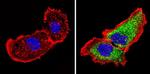 14-3-3 sigma Antibody in Immunocytochemistry (ICC/IF)