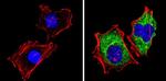 14-3-3 sigma Antibody in Immunocytochemistry (ICC/IF)