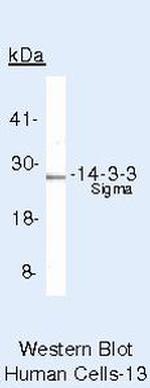 14-3-3 sigma Antibody in Western Blot (WB)