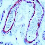Filamin A Antibody in Immunohistochemistry (Paraffin) (IHC (P))